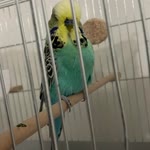 Ercüment