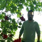 Mithat