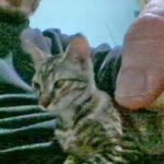 Ercan
