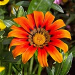 Ercan