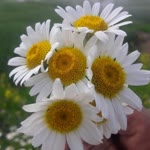 Zehra