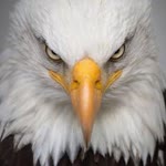 Adler