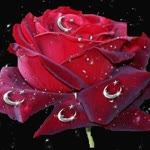 Adil