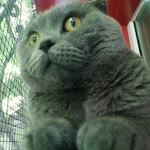 Onur