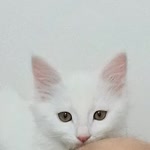 Osman