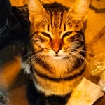 Filiz