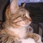 Betül