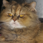 Fatma
