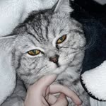 Kaan