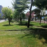 Dilek