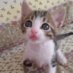 Erol