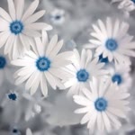 Saliha