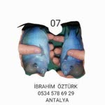 Balık