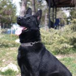 Fikret