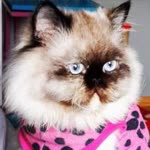 Emine