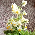 Fatima