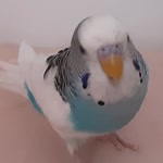 Ezgi