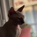 Serkan