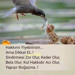 Fatih