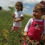Burcu