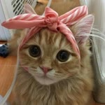 Buse