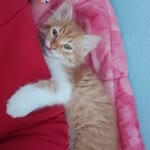 Deniz
