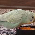 Kenan