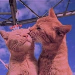 Kitty
