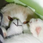 Elif