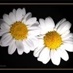 Filiz