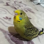 Oguzhan
