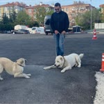 Murat