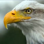Serkan
