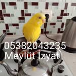 Mevlit