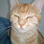 Coşkun