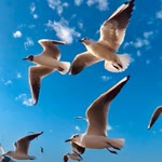 Özlem