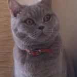 Emel