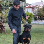 Halil