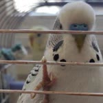 Özlem