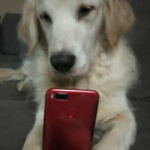 Koray