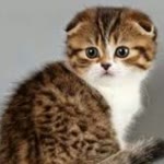 Hatice
