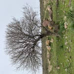 Çağlar