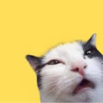 Meow