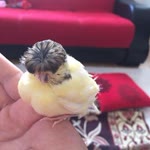Erdi
