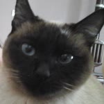 Derya