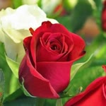 Fatma