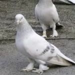 Nadir