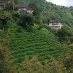 Serkan