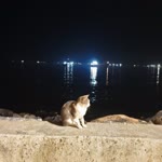 Özlem