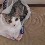 Pınar